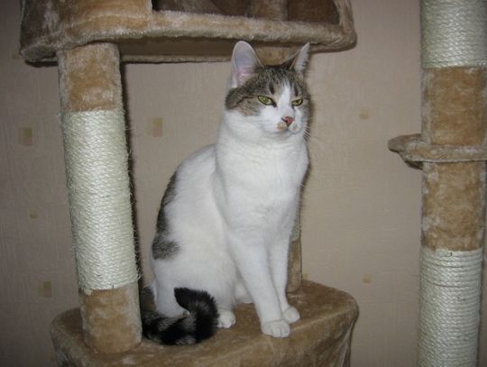 Koty wolno żyjące potrzebują skutecznej pomocy