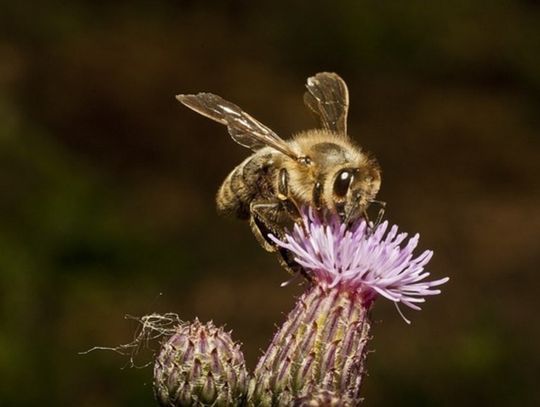 Krople Propolisowe: Naturalna Ochrona dla Twojego Organizmu