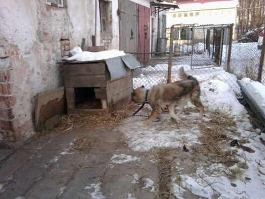 Łańcuch na szyi psa– symbol niewoli czy coś naturalnego?