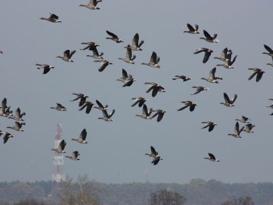 Lecą gęsi i żurawie... Podróż na zachód Europy