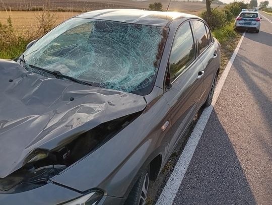 Łoś nie przeżył zderzenia z osobowym Mercedesem