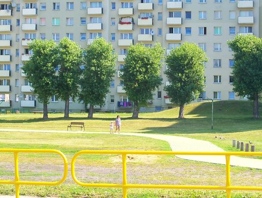 Los topól przesądzony