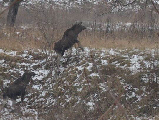 Łosie znów w Tczewie! Spacerowały po... cmentarzu!
