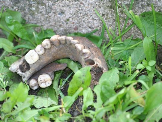 Ludzkie kości znaleziono w parku