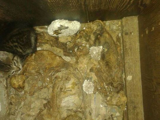 Makabryczne odkrycie przy ul. Sobieskiego 