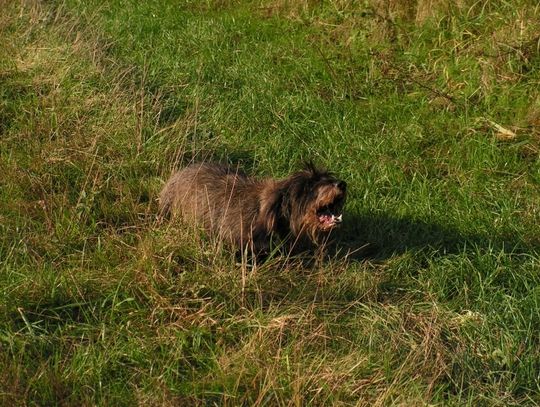 Mandat za psa w torbie