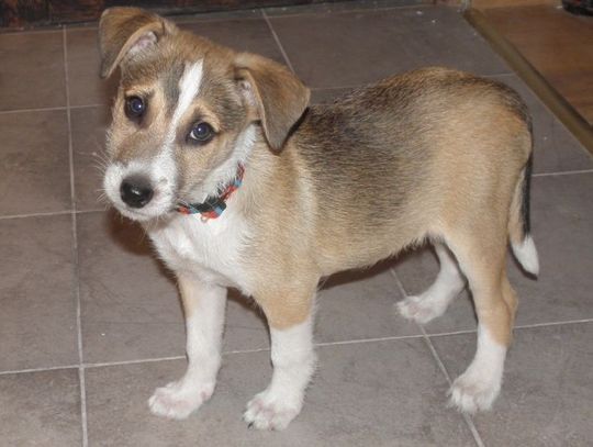 Mandaty dla brudasów. Posprzątaj po swoim psie