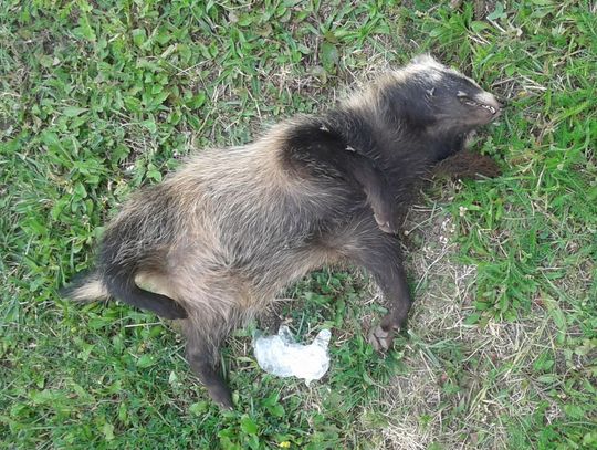 Martwy drapieżnik w środku miasta - skąd się wziął?