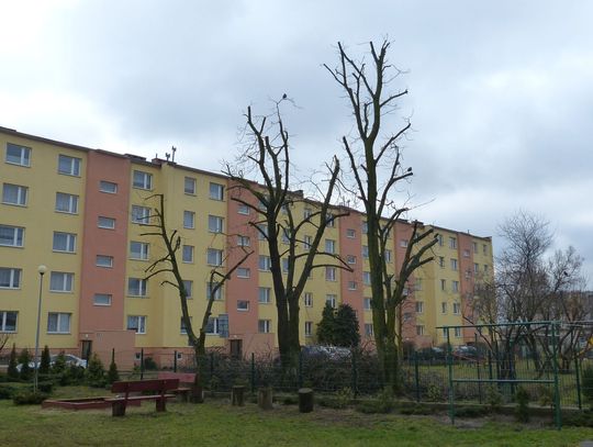 Masowa przycinka drzew - czy zgodnie z prawem?