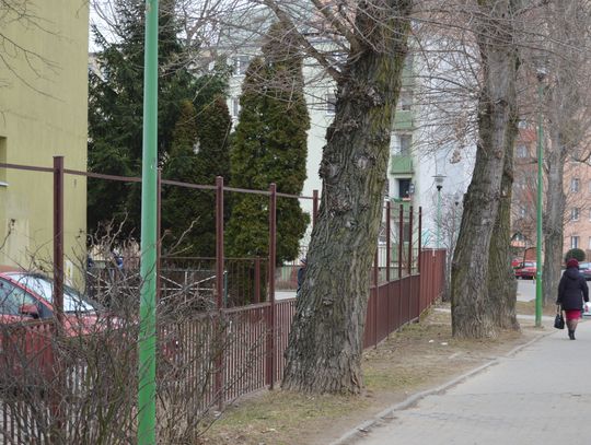 Mieszkańcy psioczą na topole. Drzewa do przycinki czy usunięcia?