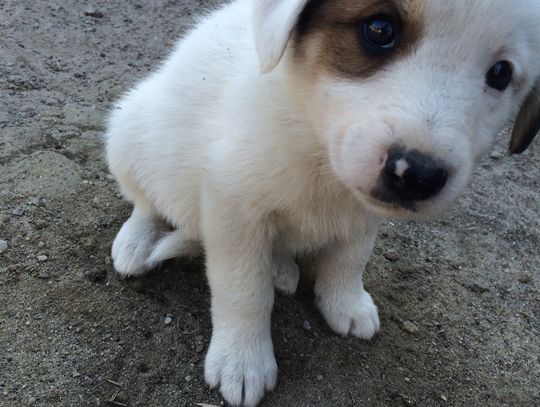 Mieszkańcy znaleźli siedem psiaków. Już mają dom!