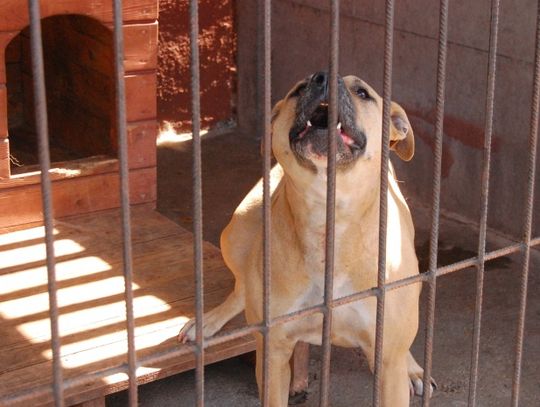 Mit Amstaffa - psa mordercy