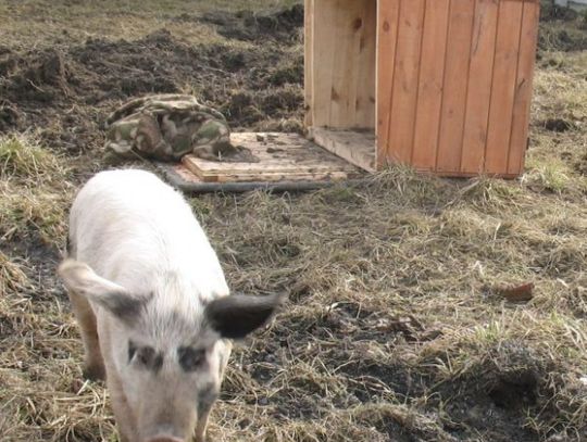 Na wybiegu dla psiaków. Świnka uciekła spod noża