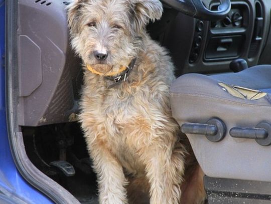Nadeszły upały. W tych dniach szczególnie uważajmy na dzieci, osoby starsze i zwierzęta