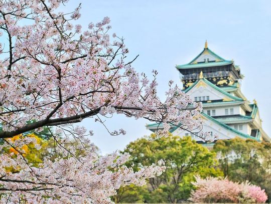 Nie tylko kwitnąca wiśnia – kilka słów o najpopularniejszych kwiatach Japonii