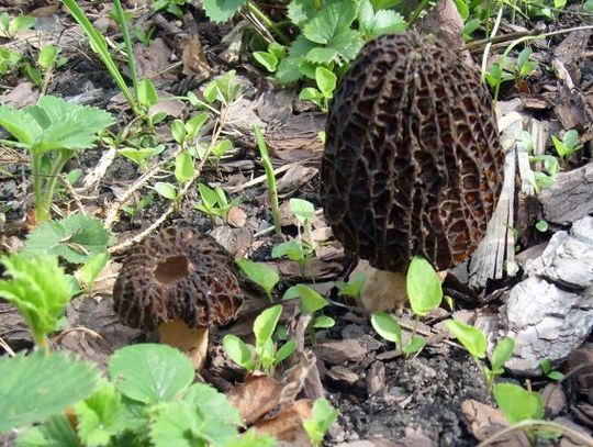 Niecodzienne odkrycie w ogrodzie - w środku miasta wyrosły... smardze