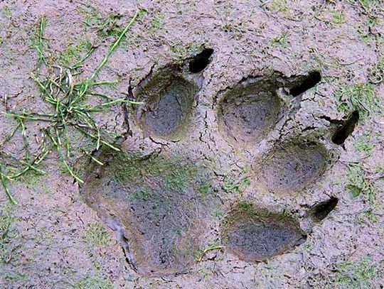 Niemiecki wilk penetrował okolice Tczewa