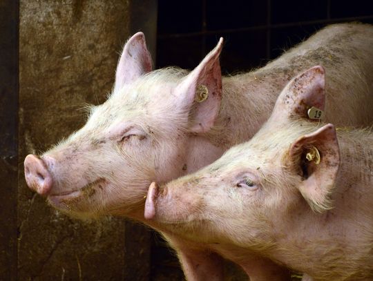 Obowiązek badania mięsa świń, bobrów, nutrii i dzików na obecność włośni!