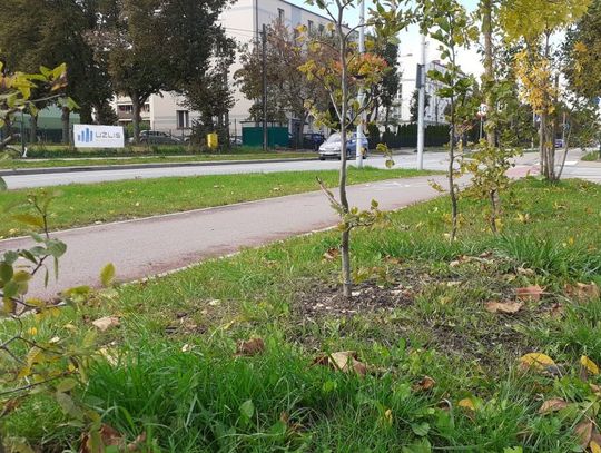 Od początku jesieni nasadzono w Tczewie ok. 60 drzew