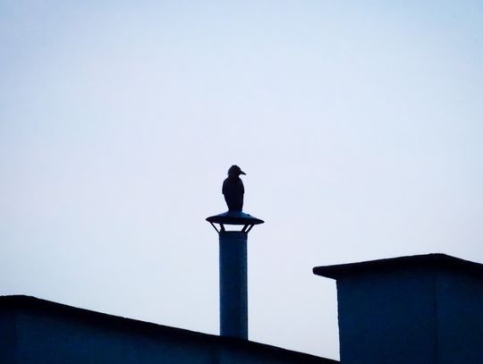 Odór na os. Staszica. Mieszkańcy szukają winnego, radny ujawnia wyniki kontroli