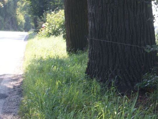 Ogrodzenie przy drodze wojewódzkiej pod prądem? Sprawdzą czy zamontowano je zgodnie z prawem