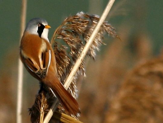 Ornitologiczne odkrycia - wąsatka na trzcinowisku