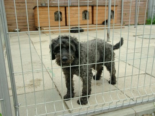 Pies na urlopie. Zwierzęta – niepotrzebny wakacyjny balast? 