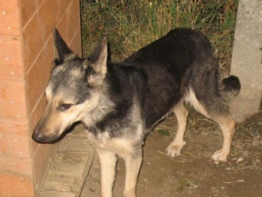 Pies uratowany przed śmiercią głodową 