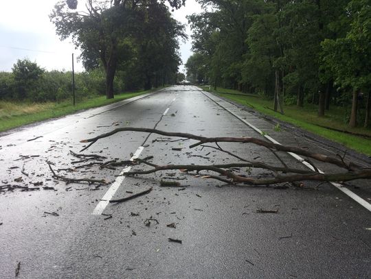 PILNE! Nawałnica w Tczewie. Berlinka zablokowana przez konary!