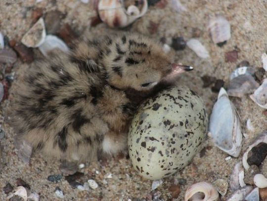 Pływający dom dla rybitw