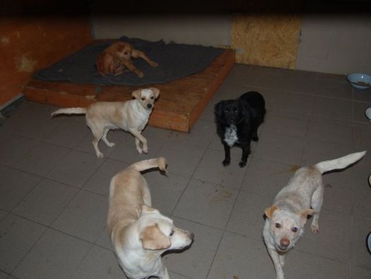 Podrzucanie szczeniaków do schroniska  przez... płot