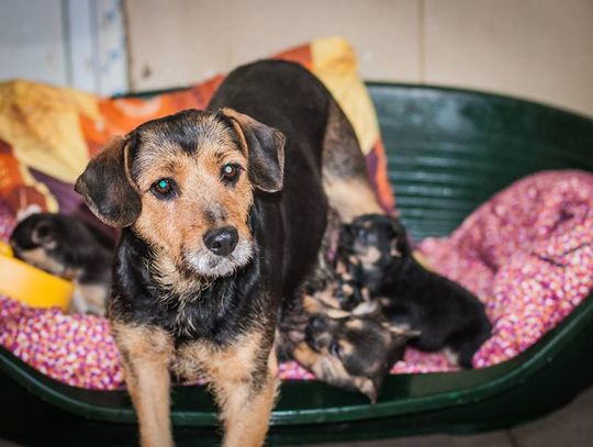 Podrzuciły 9 piesków pod schronisko, teraz usłyszą zarzuty? Już dziś szczeniaki gotowe do adopcji! 