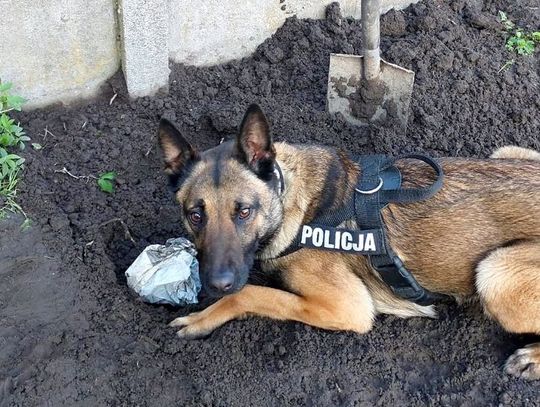 Policjanci zatrzymali 17-letniego dilera! W plecaku miał 2 kilogramy narkotyków. Sprawa jest rozwojowa