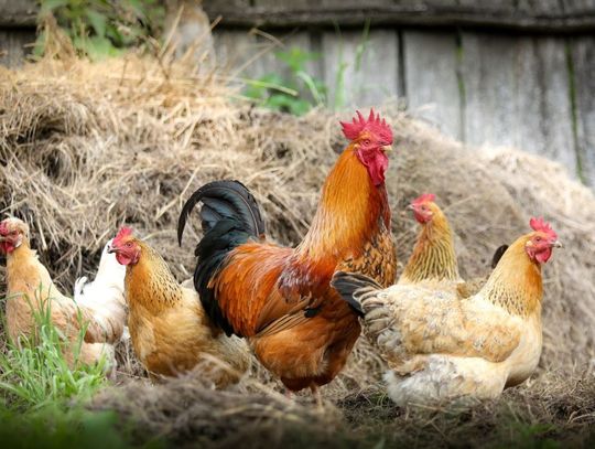 Pomoc dla gospodarstw dotkniętych ptasią grypą - termin mija w poniedziałek