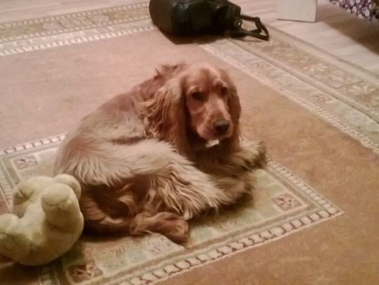 Pomóż odnaleźć ślicznego cocker spaniela!