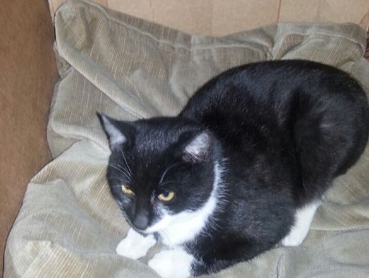 Porzucony jak śmieć… Kto znajdzie miejsce dla małego kotka?