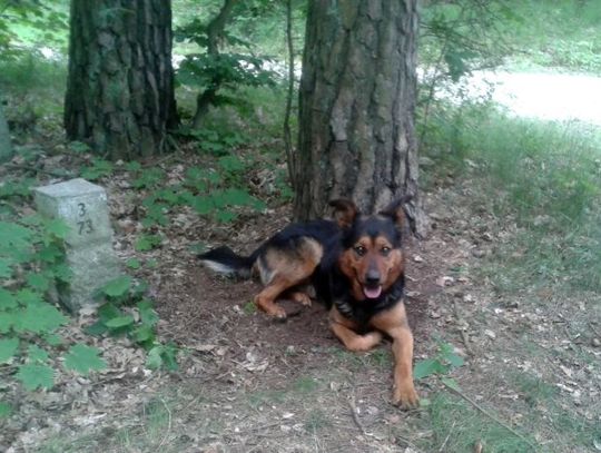 Porzucony wilczur, przywiązany do drzewa i gminna biurokracja