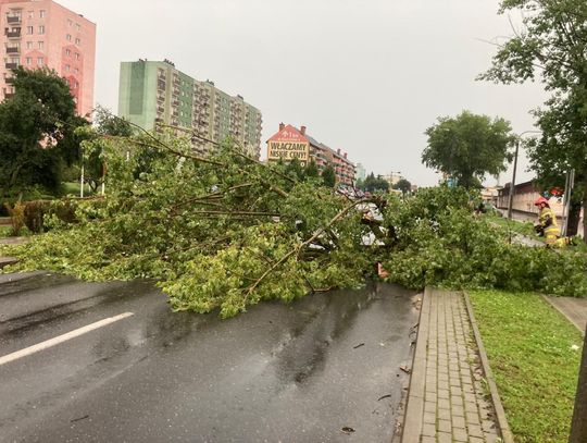 Powalone drzewa, wylamane gałęzie.  Nawalanica nad Gdańskiem i Kociewiem