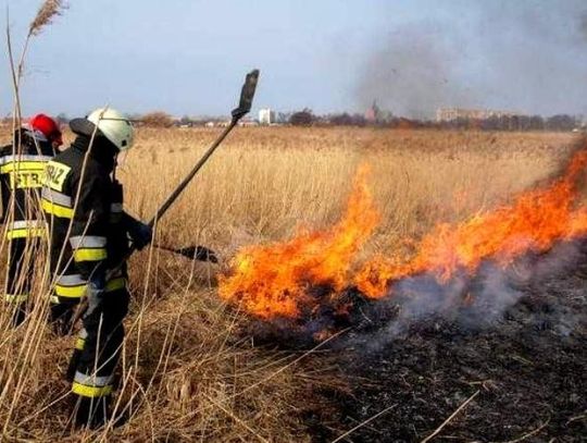 Pożary traw w Rokitkach. Jak co roku powraca bezmyślna praktyka...