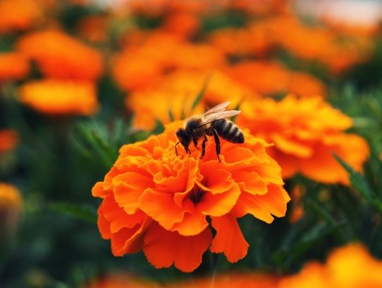 „Pożyteczna pszczoła” - smak pysznego miodu