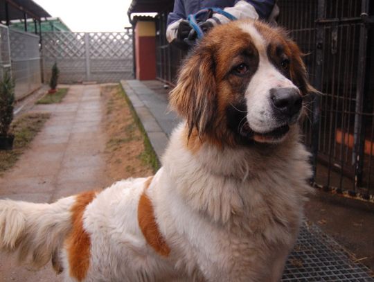 Problem bezpańskich zwierząt nasila się