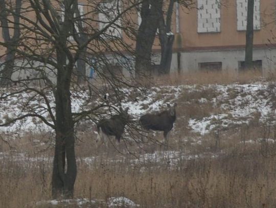 Próbowano uśpić "tczewskie" łosie, ale zwierzęta się nie dały