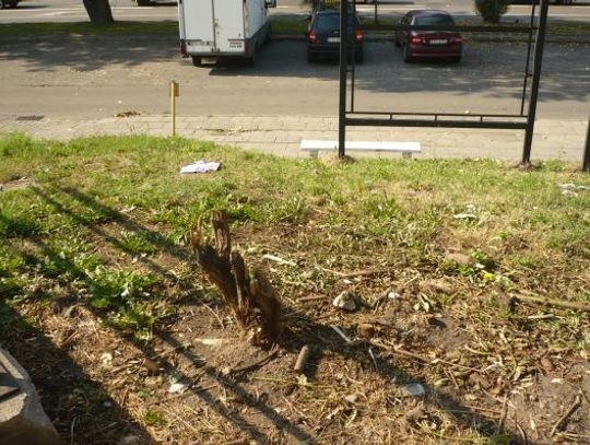 Protest przeciwko wycinaniu żywopłotu. Chwasty czy dorodne krzewy? 