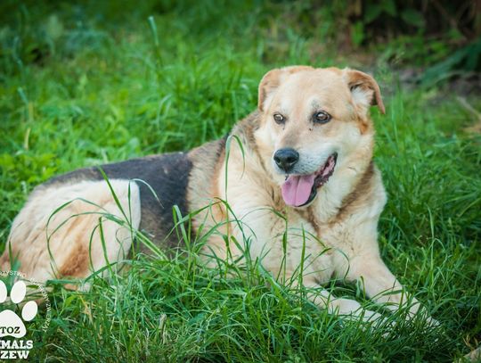 Przez 10 lat Wojtek był "alarmem" przy parafii. Gdy kościół wybudowano, wyrzucono go na bruk