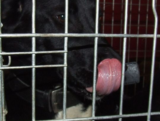 Przyjacielska i łagodna - czeka na swojego pana