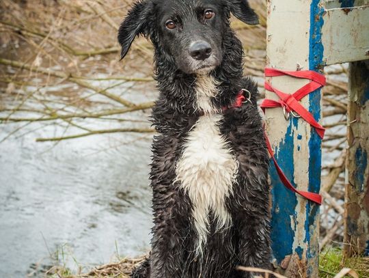 Przywiązana do mostu Rita czekała na wybawcę. Na szczęście ktoś ją zauważył!