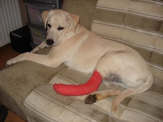 Psia pomoc, czyli głuche telefony. 5-miesięczny Pako omal nie wykrwawił się oczekując pomocy weterynarza