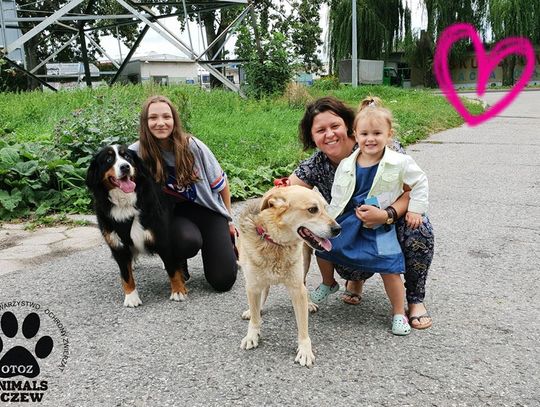 Psiak-stróż znalazł nowy dom! Szczęśliwy finał historii 11-letniego Wojtka 