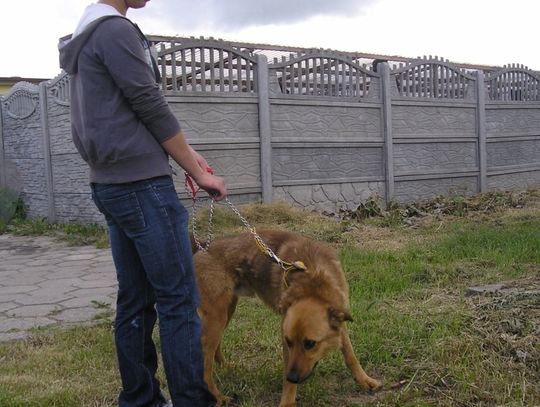 Psiaki cieszą się na ich widok. Wolontariusze w schronisku dla zwierząt są mile widziani