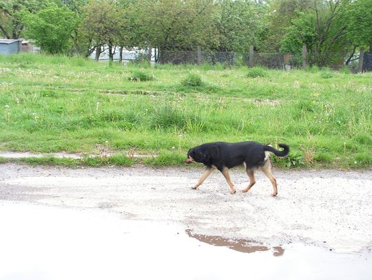 Psie odchody zmorą dla przechodniów. Posypią się mandaty?